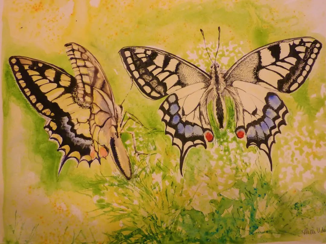 Swallow Tail Butterfly
Watercolour and ink A4
I painted these once photographed by my husband in a beautiful town of Cortona in Italy, Tuscany. These beauties were fluttering around, extracting nectar from rockery scrubs along a crumbling stone wall of a church yard.
#ilovebutterflies #butterflies # butterfliesoninstagram #insects #butterflylover #butterfly #swallowtailbutterfly #swallowtail #lifecycleofabutterfly