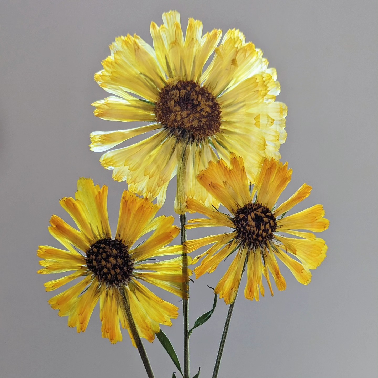🌞Sunny days call for sunny blooms!🌞
These vibrant yellow Calendula flowers are happily shining in the light after being carefully pressed and preserved.
Whether you're decorating a wedding showstopper or a sweet home bake, these golden petals will bring a ray of sunshine.
Edible. Pressed. Perfect.
#sunnydays
#sunshine
#cakedecorating
#flowersforcakes
#edibleflowers
#pressededibleflowers
#britishgrownflowers