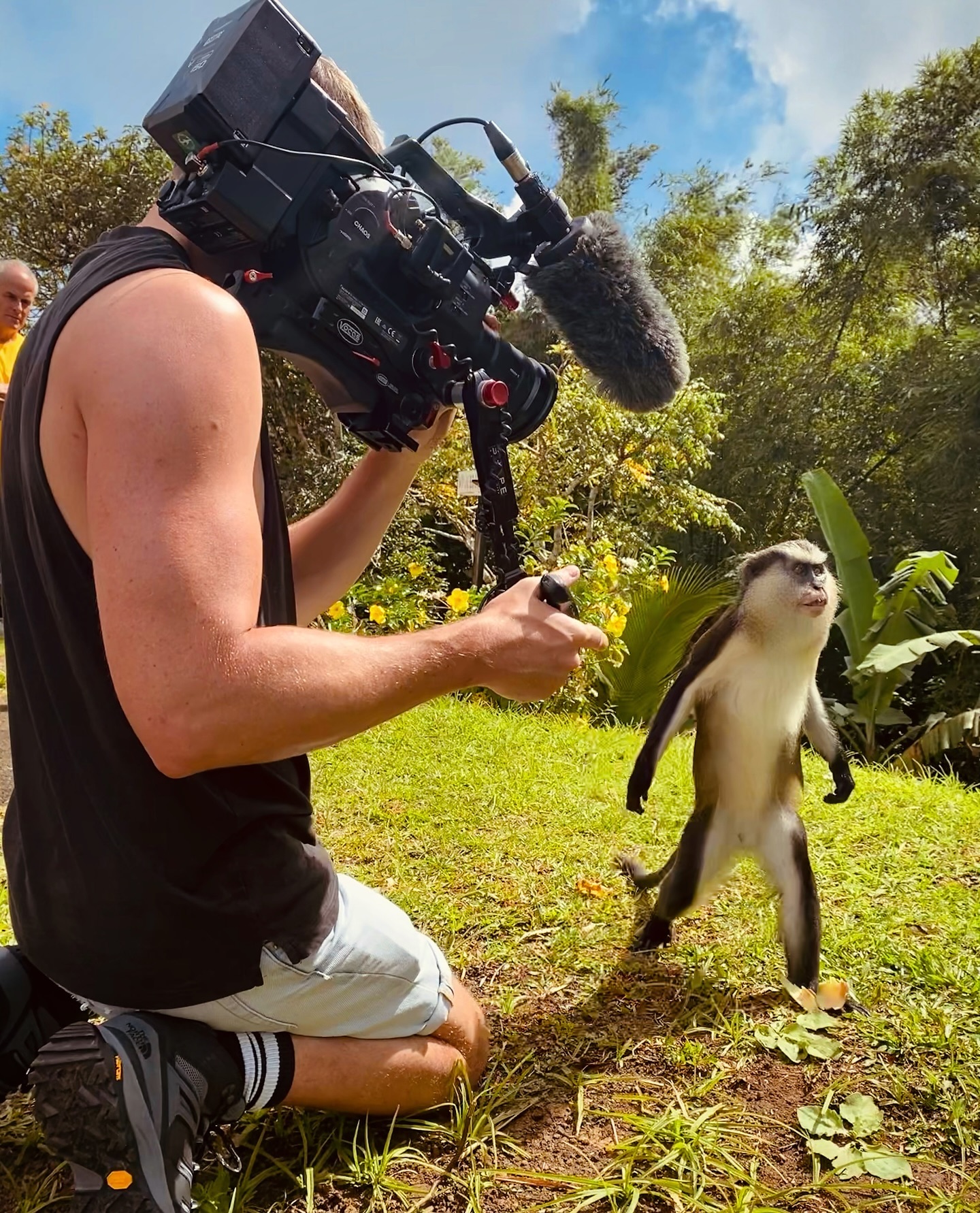 Filming mona monkeys in the Grand Etang National Park in Grenada, West Indies 🇬🇩 🎥 #grenada #monkey #filming