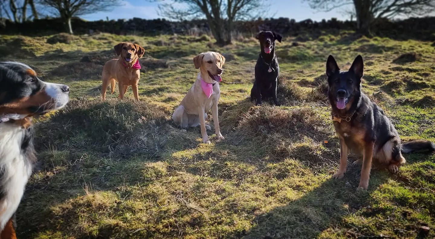 Group shot
#bernesemountaindog #labrador #foxredlab #goldenlabrador #blacklab #labradorable #germanshepherds #gsd #germanshepherdsofinstagram #dogsofinstagram #dogsofinsta #instadogs #instagramdogs #dogphotography #scotland #dogsofig #dogs_of_instagram #dogstagram #dogsofinstaworld #dogs #happy #friends #dogsandpals #adventurewithdogs #doglovers #lovedogs #doglife #pals #dogsdaily #instadog