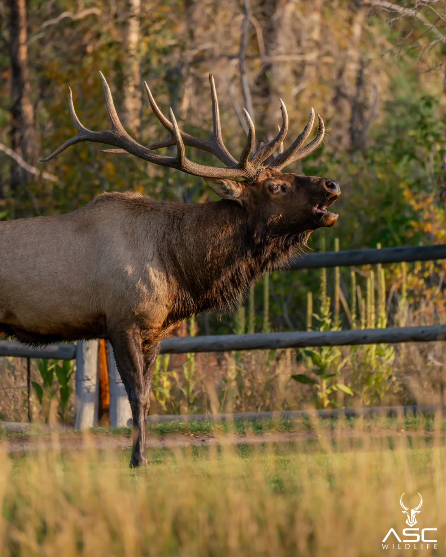 This large bull elk was fending off satellite bulls for a few hours. As the sun set the crowds gathered and bugles were heard from every direction. A few fights and busted lips preceding the capture of this image.
Photography by @ascwildlife
.
.
.
#estespark #coloradowildlife #rockymountainnationalpark #elk #rut