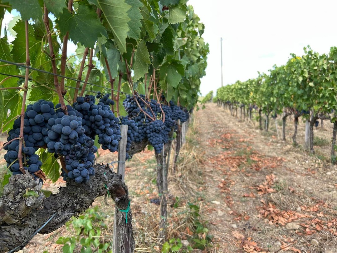 Una stagione difficile questa 2021, segnata da gelate primaverili importanti, da un successivo lungo periodo di caldo intenso e siccità e per finire grandine e temporali.
Ringraziamo i clienti che ci hanno dato fiducia e hanno utilizzato i nostri prodotti per agricoltura, siamo felici che per loro questo 2021 sia una grande annata.
✅ Grazie a ProTech le viti trattate hanno superato le gelate di aprile e il caldo intenso di luglio e agosto.
✅ Grazie ad Activo Mn-Zn sono rimaste forti e vigorose per tutta la stagione, difendendosi egregiamente da oidio e peronospora.
✅ Grazie ad Antimyc i danni da grandine non sono stati un problema.
✨ Nei vigneti trattati con la nostra tecnologia la produzione è piena ed equilibrata, ottimo grado zuccherino, buona maturazione e acidità nei parametri.
Un grande risultato per un’agricoltura sostenibile e in grado di resistere alle sfide climatiche.