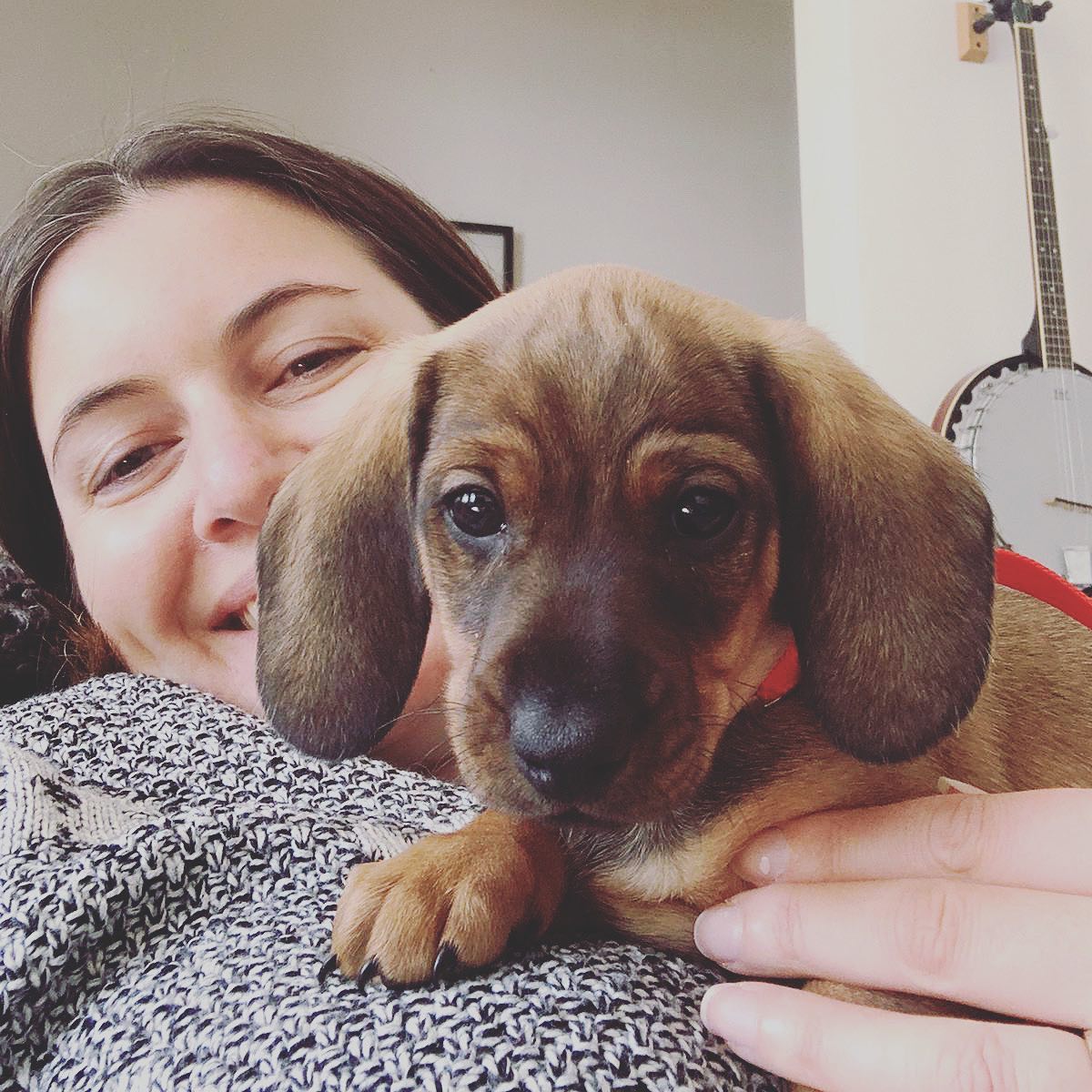 Excited to share that I have a new office mate! This is Nelson, the sausage dog who has stolen my heart š
Iāve been wanting a dog for years and finally the stars have aligned! āØ
When I started #elliejanecomms 18 months ago I only had one client. I set myself a goal that I needed at least 3 regular clients before I could get a puppy...
Well Iām happy to say that puppy goal has successfully been met!
Heās settling in well, getting me up early and giving wonderful snuggles. Life wonāt be the same again!
#goals #puppylife #sausagedogsofinstagram #dogsofinstagram #officedog #puppygram #dreamcometrue