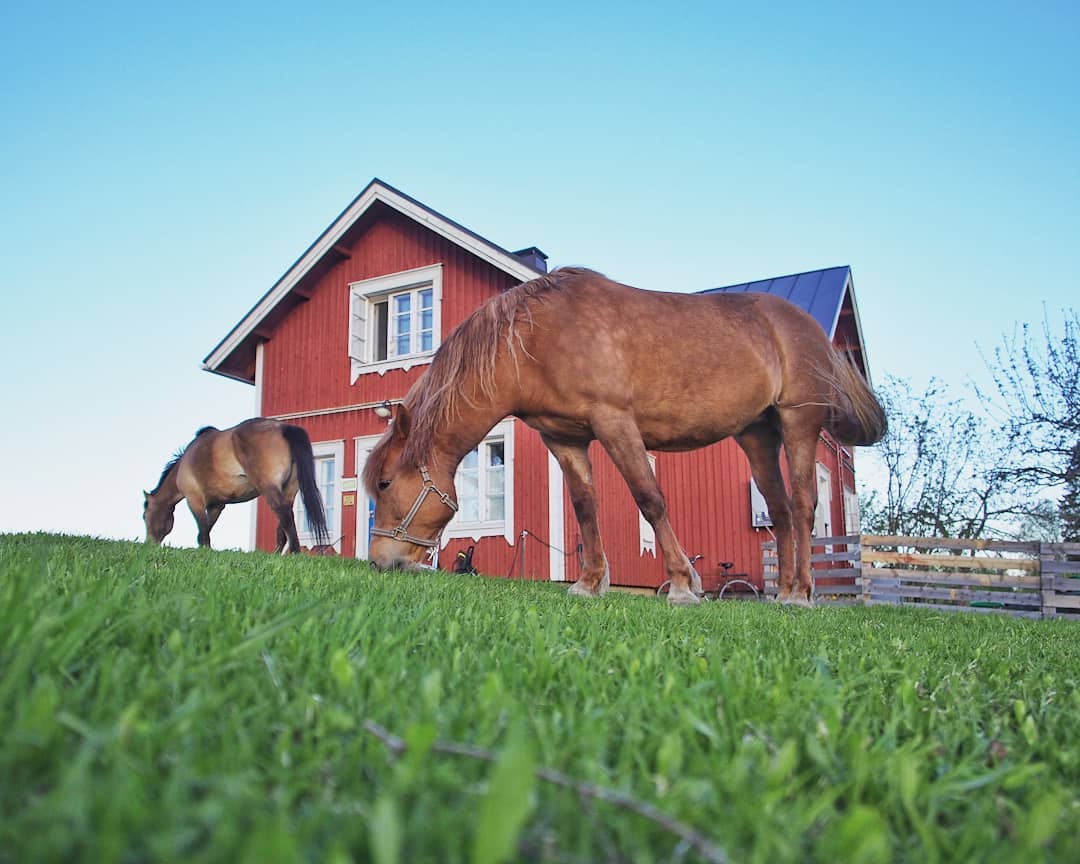 Horses can be quite handy in cutting (and fertilizing) the lawn😅
#finnhorse #finnhorsesofinstagram #puustilanmaisematila #farmliving #lawnmaintenance #farmlife #horses