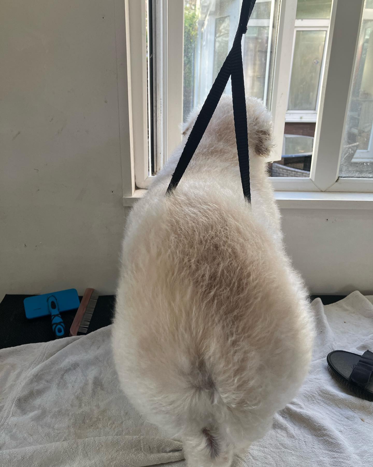 How much is that Doggy in the window? Priceless 🥰