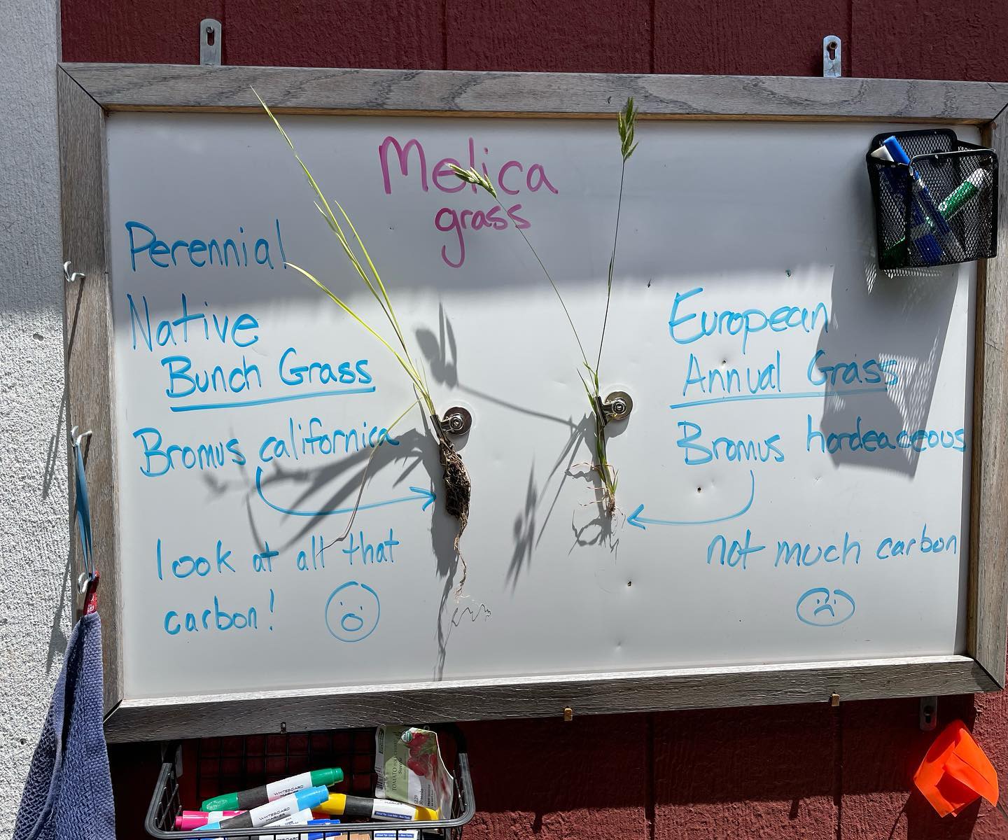 Check out this great visualization of native Super Plants’ root systems created by a garden teacher! CA grasses naturally grow larger, more durable root systems compared to non-native grasses, allowing them to store more CO2.