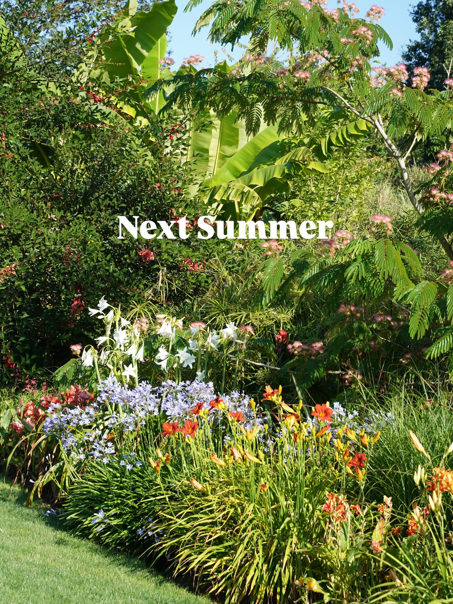 En ce mois de janvier nous rêvons tous de fleurs et de ciel bleu. Quelques photos pour se transporter au prochain été
🌞Juillet le mois de toutes les exubérances et certainement le plus fleuri au jardin des barthes. C’est une explosion de fleurs et de couleurs joyeuses.
🌴sous la chaleur estivale les fleurs des subtropicales s’expriment : hemerocalles crinum, cannas, erythrines, albizia , erythrine, edychiums….
🌺dans oparoa un des 3 jardins exotiques les compositions fleuries s’organisent le long d’un long mixed-border anglotropicale haut en couleur
🌸hemerocalles ben Arthur davis
🌺crinum Powell II
🌸canna macumba
🌸albizia
🌱erythrine crista galii
🌱jardin des barthes classé remarquable parmi les plus beaux jardins de France à visiter. Sud des landes aux portes du pays basque
#garden #gardeninglife #tropicalplants #summervibes #fleur