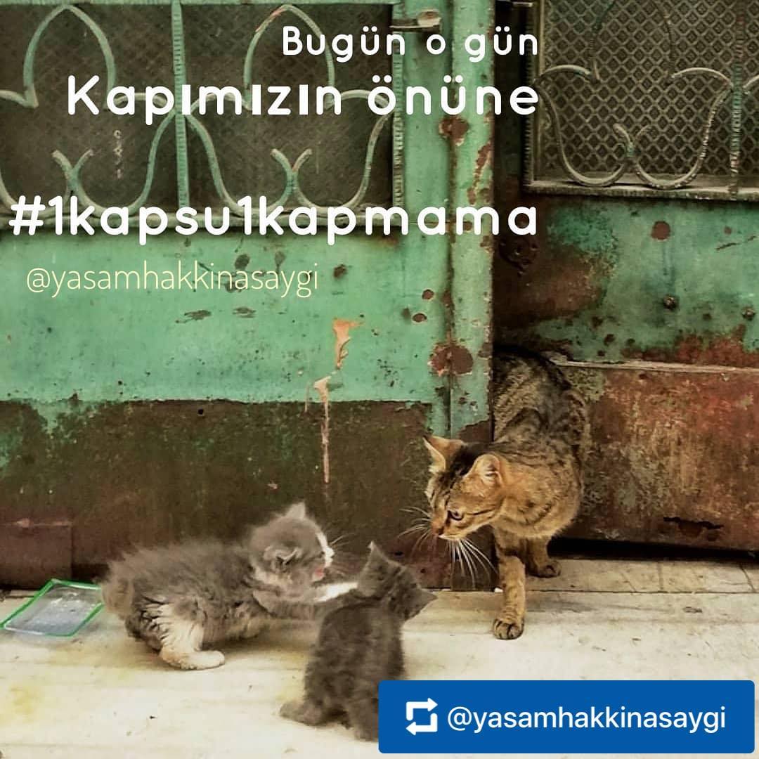 ⛔⛔⛔ Senin hayatında büyük bir fark değil ama onun tüm hayatı buna bağlı...
Bi de paylaş, repost et, story'de paylaş. Oturduğun yerden iyilik yay.
Ölmezsin.
Ama onlar ölecek. ⛔⛔⛔
.
Bugün o gün!
Sevmek zorunda değiliz ama hayatta kalmalarına destek olmak insanlık görevimiz.
Mecburuz.
Yoksa ölecekler!
Şehirler dolu, sokaklar boşken ölecekler.
Camların ötesinde görünmez olmuşlar gibi ölecekler.
Lütfen!
Sokağa çıkmadan da hayat kurtarabiliriz.
Cafeler, restoranlar, okulllar, kurumlar, hatta birçok şirket dahil her yer kapalı. Çoğunun baktığı hayvanlar yalnız kaldılar.
Zaten kimsesizdiler, şimdi yemek de bulamıyorlar.
Kapımızın önüne koyacak bir şeyler muhakkak vardır.
Lütfen bu kabus bitene kadar #1kapsu #1kapmama ya da #1kapyemek koyalım.
.
. .
.
📸 Foto: @oguztoydemir
#1kapsu1kapmama #yaşamhakkınasaygı #yaşamhakkınasaygıderneği #yaşamhakkı #sokko #sokakköpekleri #satınalmasahiplen #kedi #cat #cats
@yaşamhakkınasaygı @yasamhakkinasaygi