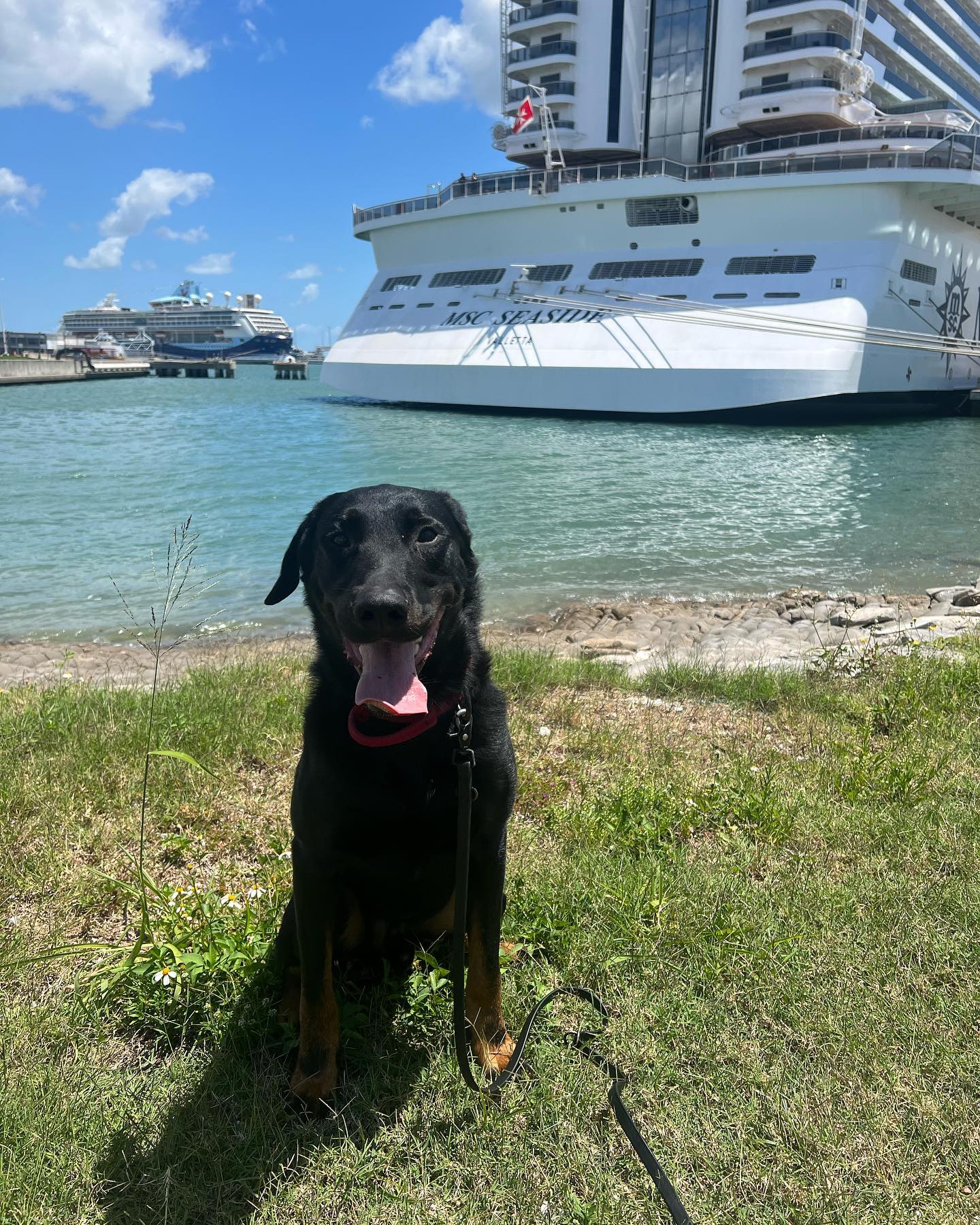 Cruising to the next adventure 🛥️
Over the past month Savage and I have dipped our toes into the world of professional K9 handling and I have to say this dog has amazed me. The days are long and hot down here in Florida but K9 Savage has shown me he’s more than capable of handling it. It’s one thing to certify your dog, it’s a whole other beast to ask them to work 5-10 hour days by your side. I’ll never cease to be amazed by these animals.
K9 Savoir-Faire des Barons Noirs Della Foppa