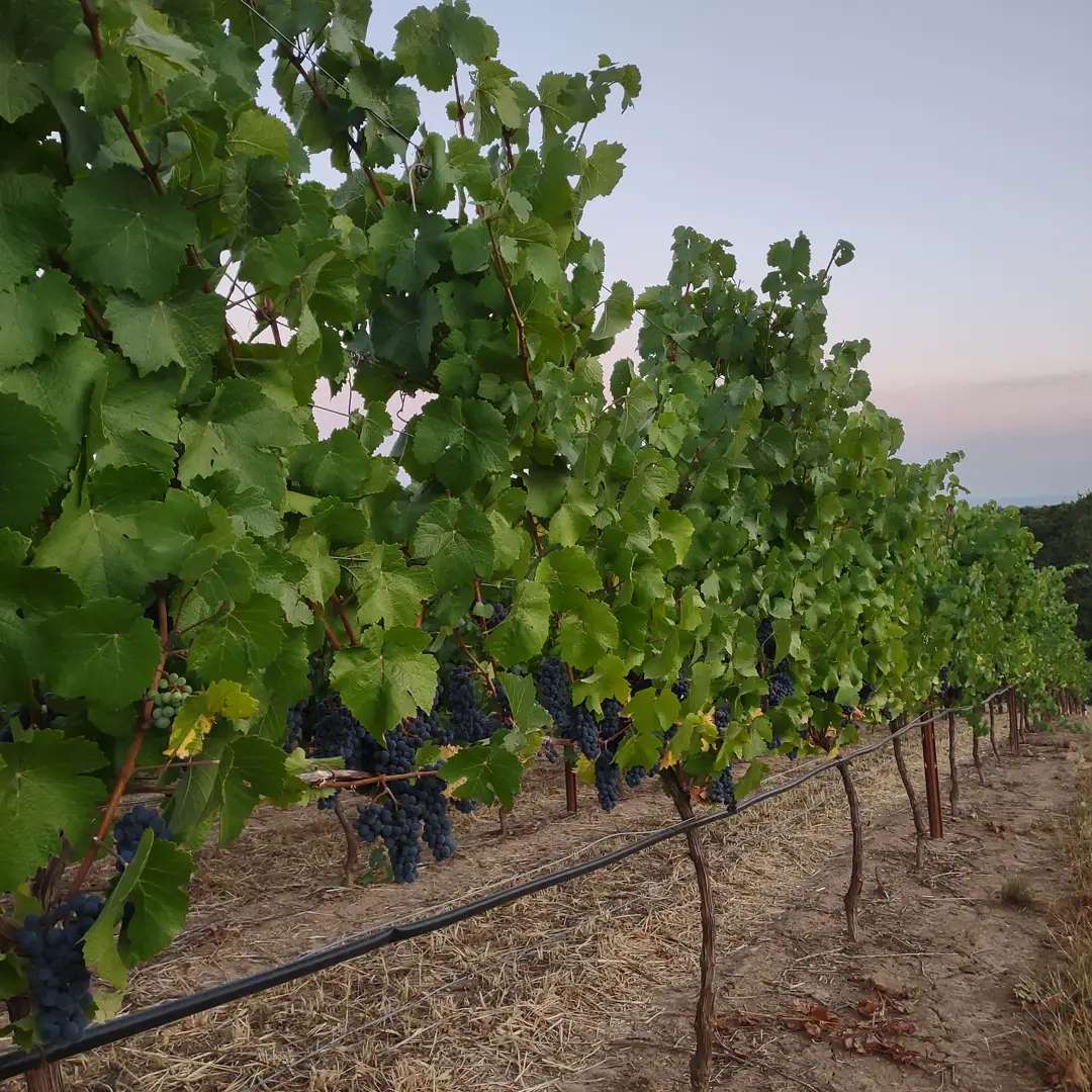Countdown to harvest 2021 officially underway
#viticulture #oregonviticulture #pinotnoir #yamhillcarltonava