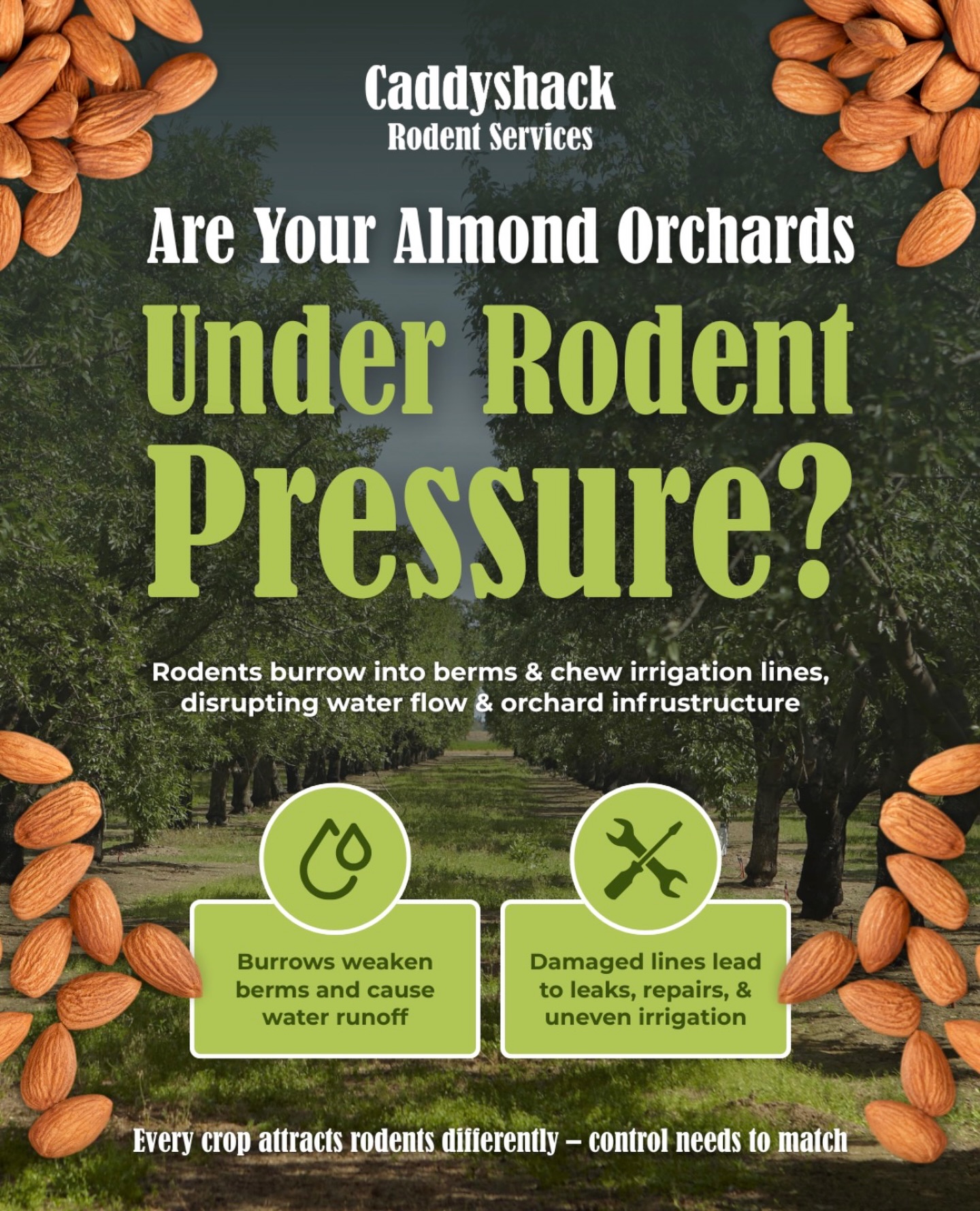 Rodent pressure starts below the surface.
Control it before damage spreads.
Give Caddyshack a call!
๐ North & Central Valley: (209) 564-8207
๐ South Valley: (559) 395-2537
#CaddyshackRodentServices #RodentControl #AgPestControl #OrchardManagement #FarmProtection