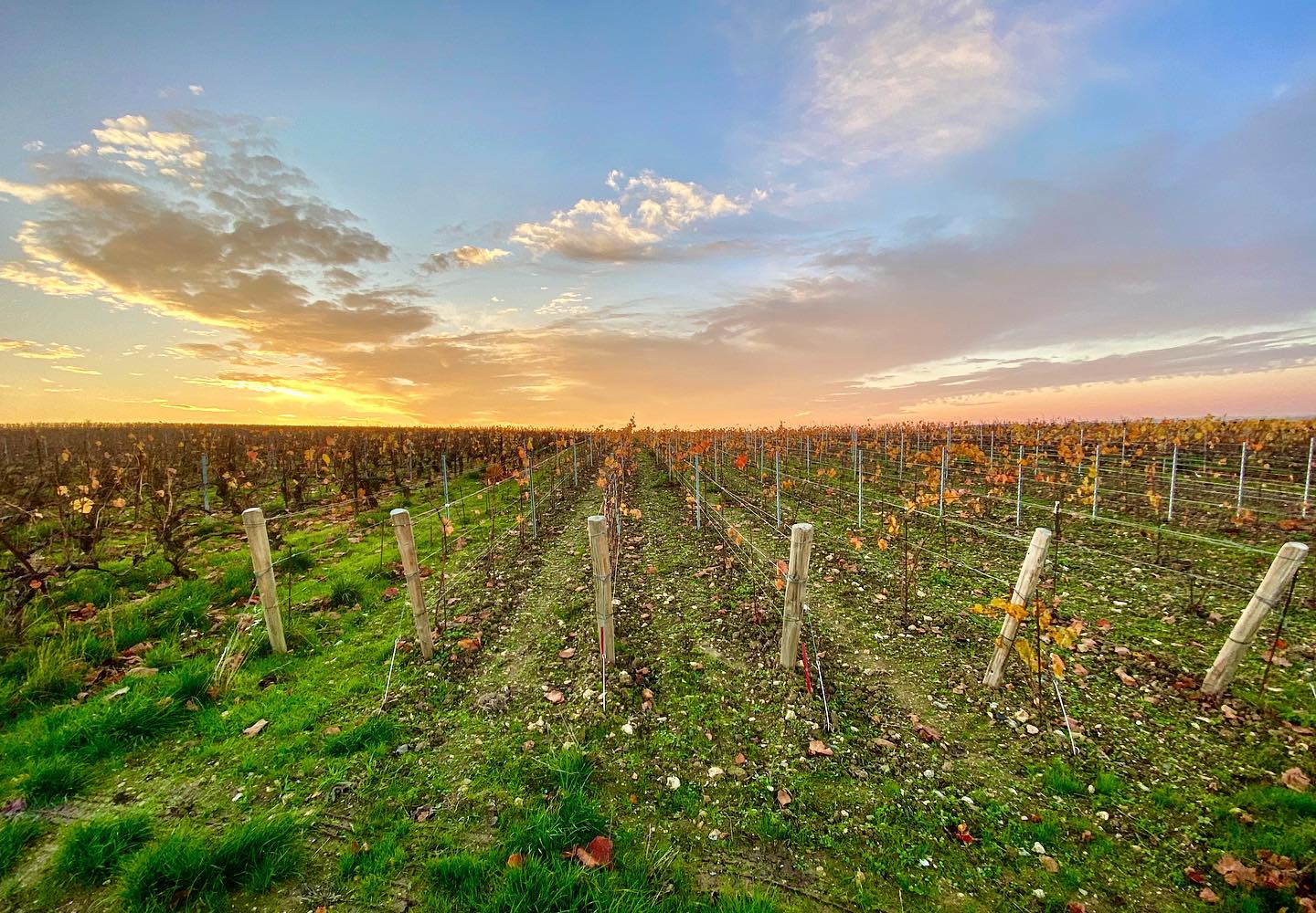 Quand l’automne laisse sa place à l’hiver ❄️ @champagne_lucien_roguet #maillychampagne #grandcru #photographie #champagne #vignoble #vigne #vigneronindependantdechampagne #champagnelover #champagnedevigneron #winteriscoming #color #automne #sunset