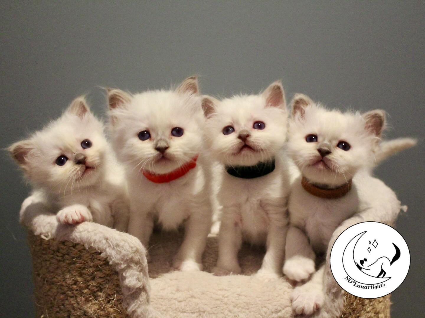 5 weeks 😍 #birman #birmancat #fluffy #longhair #helligbirma #lilacpoint #sealpoint #colourpoint #colorpoint #whitecoat #sacredbirman #blueeyes #blueeyedcat #birma #catsoninstagram #catsofinstagram #cats #cat #catsoftheworld #catsagram #catoftheday #kattensrollsroys