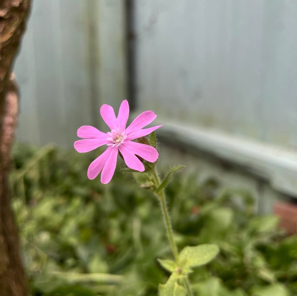 After the storms, a calmer day in the garden. There isn’t much growing at the moment: just a single pop of pink. We think this is red campion, but apparently that only flowers between April and September, so I’m not sure our identification is quite accurate!
.
.
.
.
.
.
#pinkflower #flower #inmygarden #january #petals #floral #gardening #whatisthisflower #macrophotography #slowfloralstyle #garden #simpleflowers #winter
