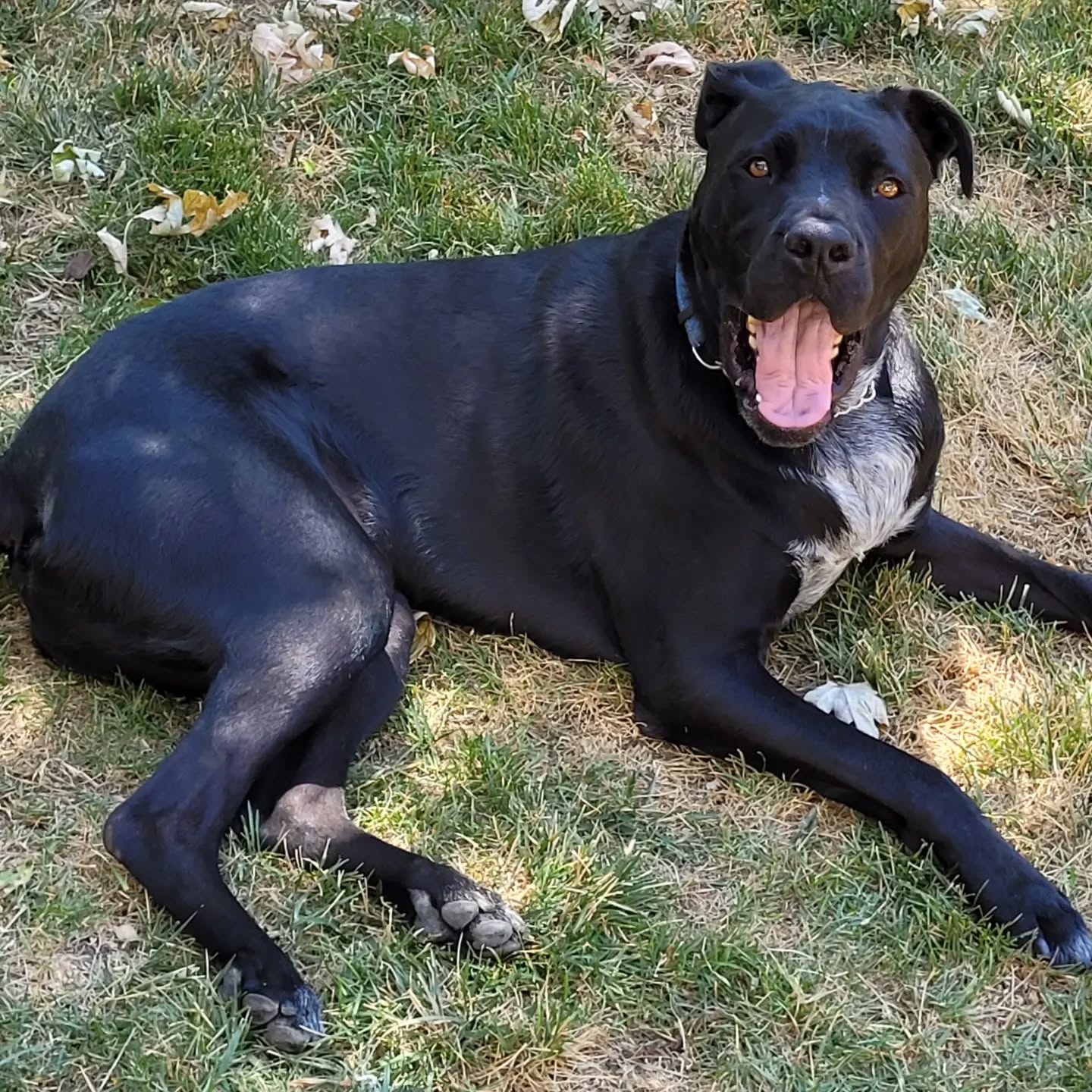 New doggie day, this is Toby, he's a 2 year old boxer and pit mix. He is a delightful and sweet new friend.