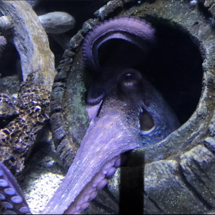 Did you know octopuses have three hearts?
The systemic or 'main' heart pumps blood around the animal's body and remains inactive when the octopus is swimming - this is why they prefer to crawl when possible.
The other two branchial or 'gill' hearts pump blood around the gills.
#octopus #octopi #hearts #blood #animal #ocean #sealife #fish #aquatic #aquarium #facts #interesting #interestingfacts #wildlife #nature #exoticanimal #exoticanimalsworld