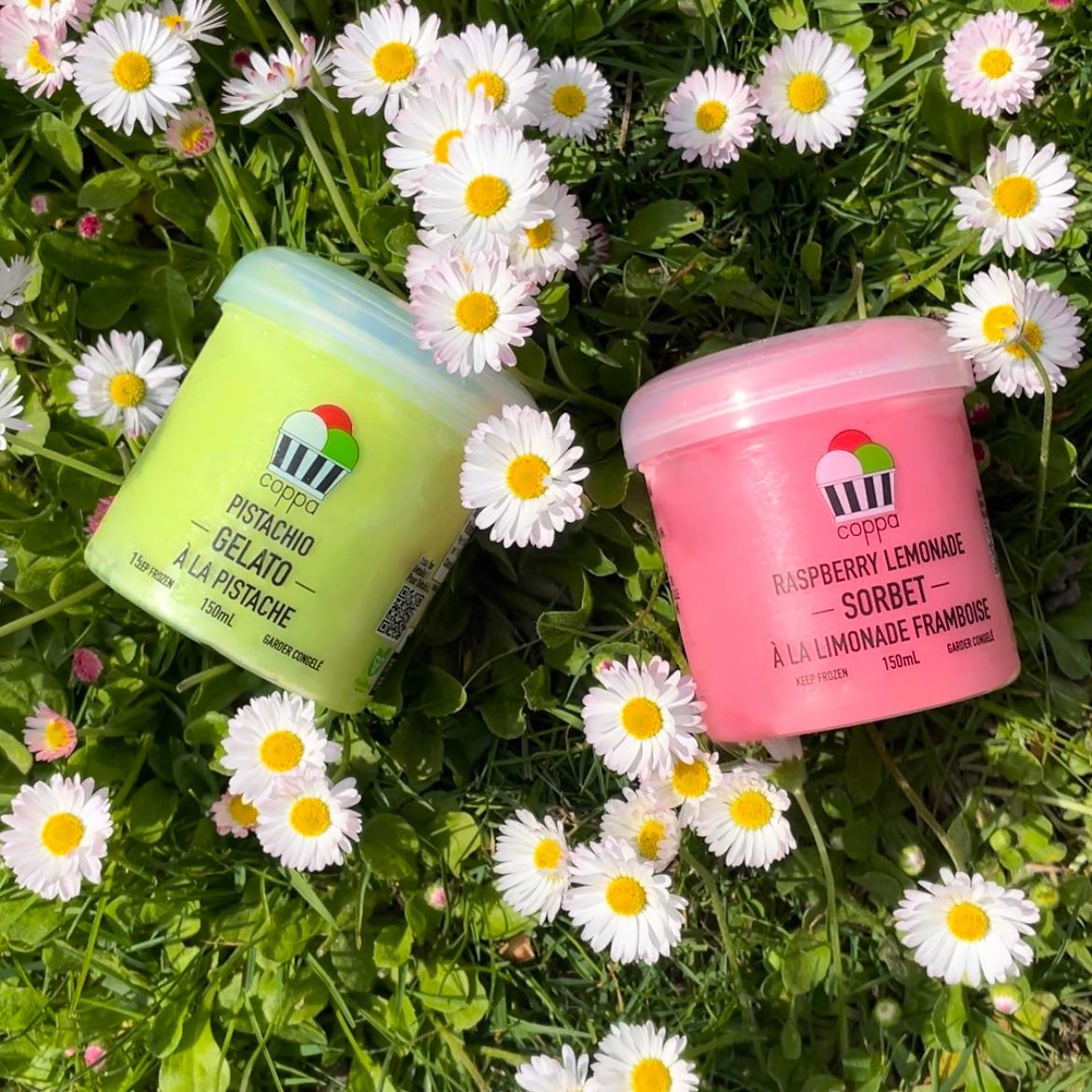 For us, a summer's weekend means spending time outside and appreciating all that nature has to offer! 🌱✨ Picture this: The sun-kissed grass beneath your feet, dainty wild daises dancing in the breeze, and in your hands, a delightful duo of delicious gelato and sorbet! Let the earthy notes of Pistachio ground you, while sweet citrus bursts of Raspberry Lemonade brighten up even the hottest of summer days… Sounds like a perfect weekend if you ask me! 🌿🍋☀️ Let us know what flavours you are stocking up on for your Long Weekend in the comments below! 💛
#LondonOn #SupportSmallBuisness #EatLocal #ldnont #SobeysLookForLocal#Foodstagram #Foodie #FoodInspo #SummerInspo #Vibes #TheCoppa #ASmileInEveryCup #Gelato #hazlenut #ontariomade