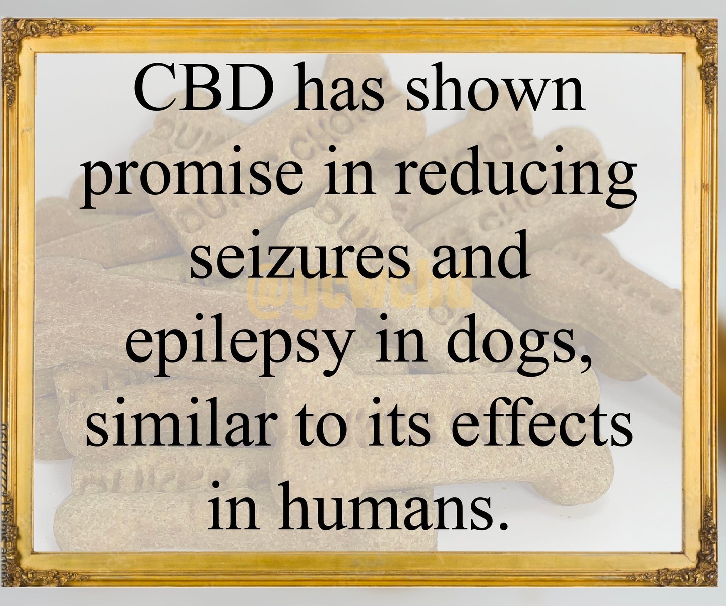 Have you tried CBD treats for your dog? Do you know how it works? Check out this fact!
#cbd #cbdfacts #dog #dogtreats #treats #cbdtreats