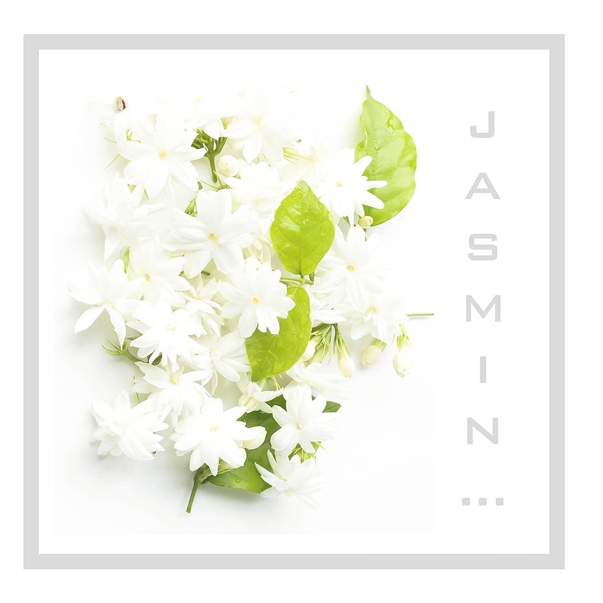 Le jasmin est d'une richesse olfactive inégalée, son parfum est simplement divin.
Sa fragrance fraîche, fruitée et légèrement sucrée laissera un sillage vivant pour une ambiance raffinée.
Découvrez nos bougies parfumées sur notre site internet où dans nos boutiques distributrices.
N'oubliez pas, la livraison est gratuite en France métropolitaine !
#maisondagelet
#candlestore
#candle
#candleaddict
#manufacture
#handmade
#homesweethome
#soywax
#natural
#perfume
#goldenleaf
#respectingnature
#home
#interiordesign
#decoration
#artisanat
#madeinfrance
#france
