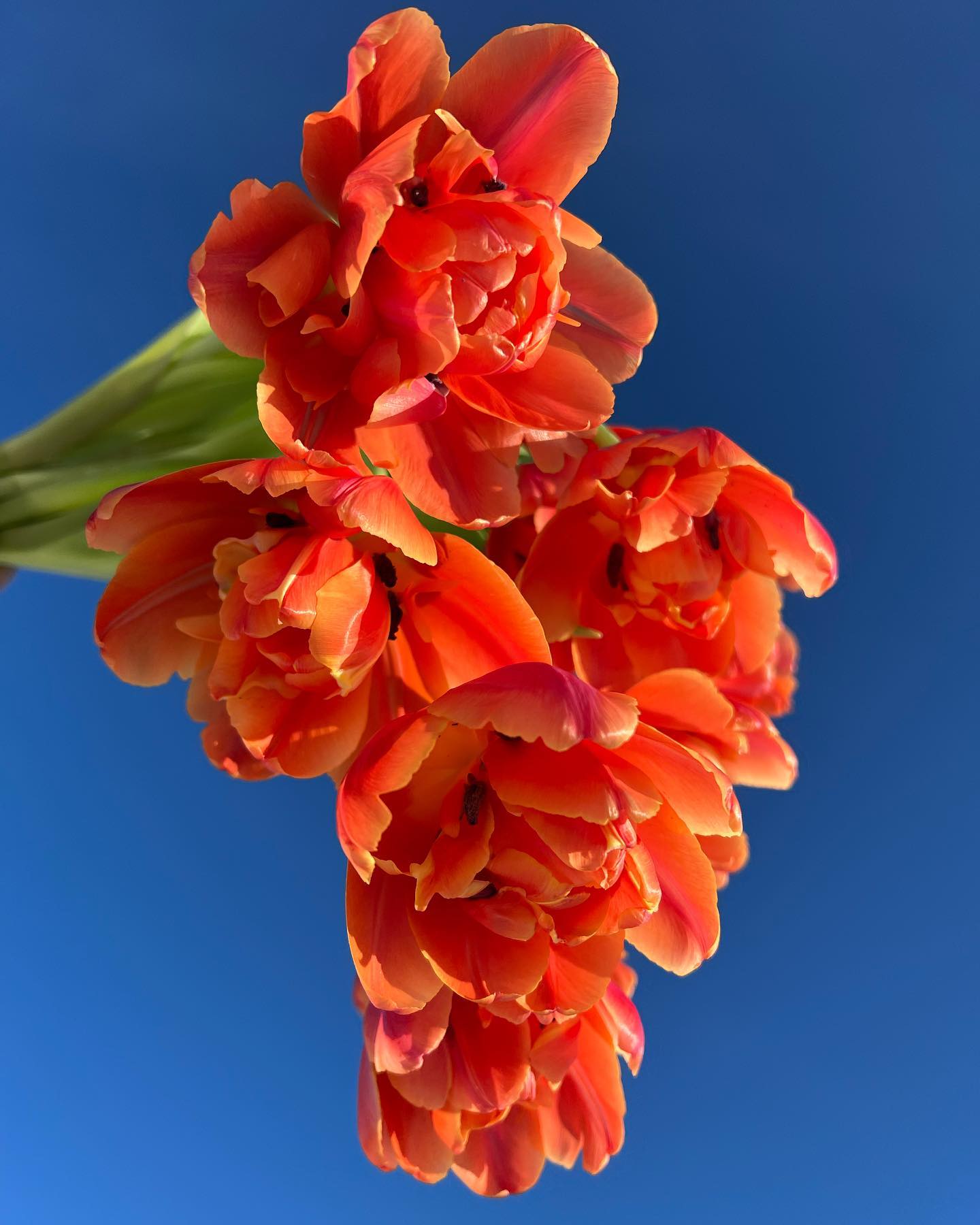 Whose ready for fresh flowers in 2024?! Tulips available for Valentine’s Day….. these beauties were a favorite last season and this year we have more! If you would like to reserve a bouquet shoot me a message.
#valentinesflowers #grownnotflown #406 #montanagrown #growninmontana #tulips #flowers #flowerfarmer #supportlocal #supportfarmers