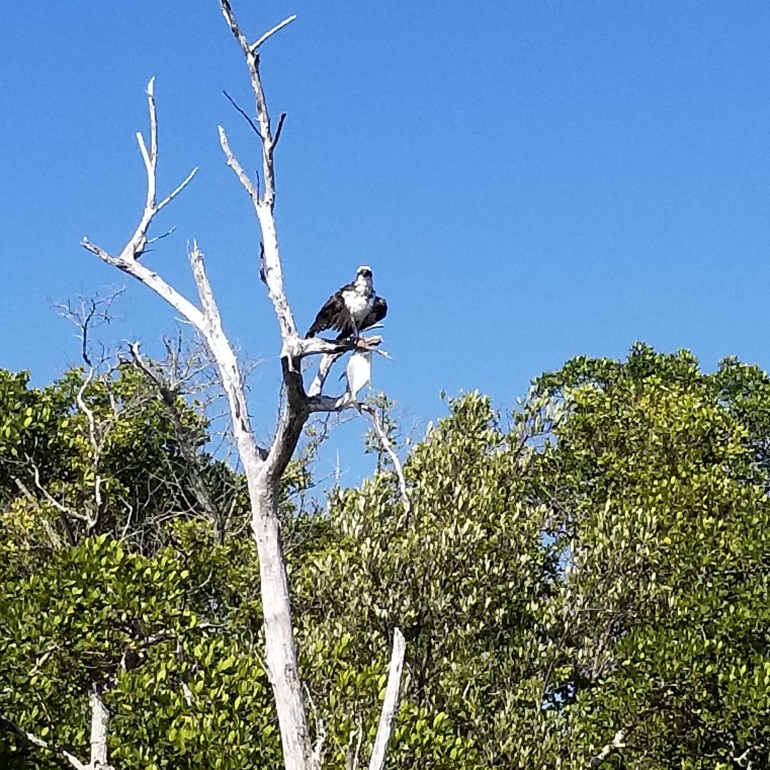 Osprey with Pompano fish