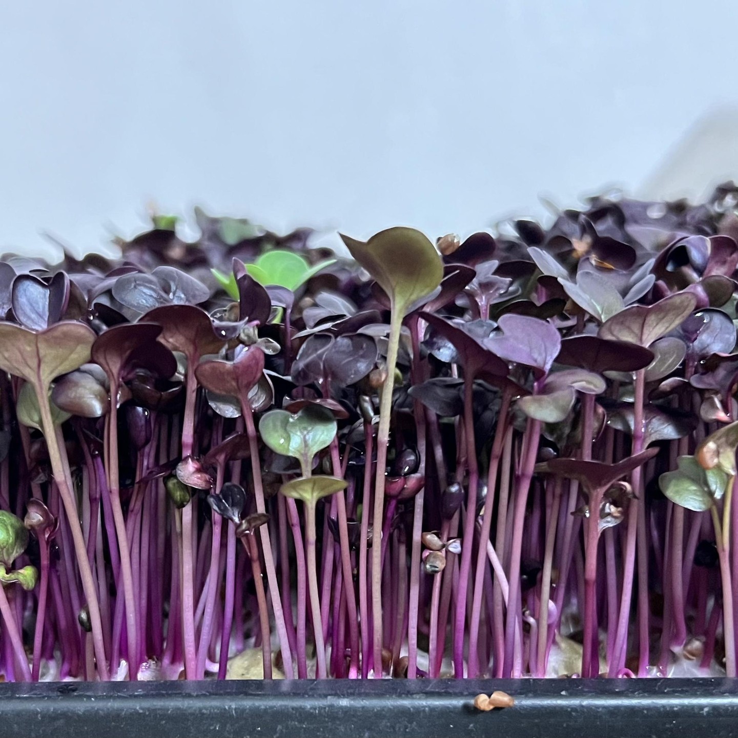 Hey Freunde! 🌱 Wenn Geschmack und Farbe sich treffen, entstehen diese knackigen Wunderwerke: Radieschen-Microgreens! 🌿🌈 Der perfekte Kick für deine Gerichte – und unser Geheimnis für ein Lächeln auf deinem Teller. #MicrogreenVibes #WienSchmeckt