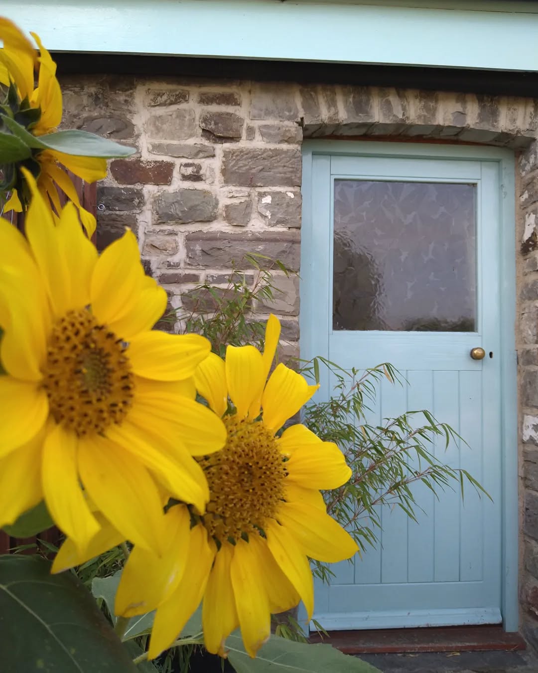 tyncellarcommunityhall #selfcateringcottage #selfcatering #holiday #cottages #margam #porthcawl #bedandbreakfast #inittogether #barnconversion #tyncellarfarm #thebarnbedandbreakfast #inittogetherfestival #farm #farmlife #visitwales #walesadventure #wales❤️#nature #september #wales #flowersofinstagram#sunflower