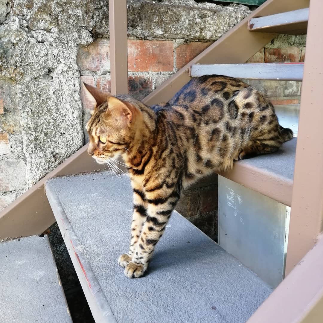 One of the cats of the hostel, Isis, is doing yoga this morning. A variation of the downward facing dog 😆. Una de las gatitas del hostel, Isis, está haciendo yoga esta mañana. Una variedad del perro boca abajo 😆.