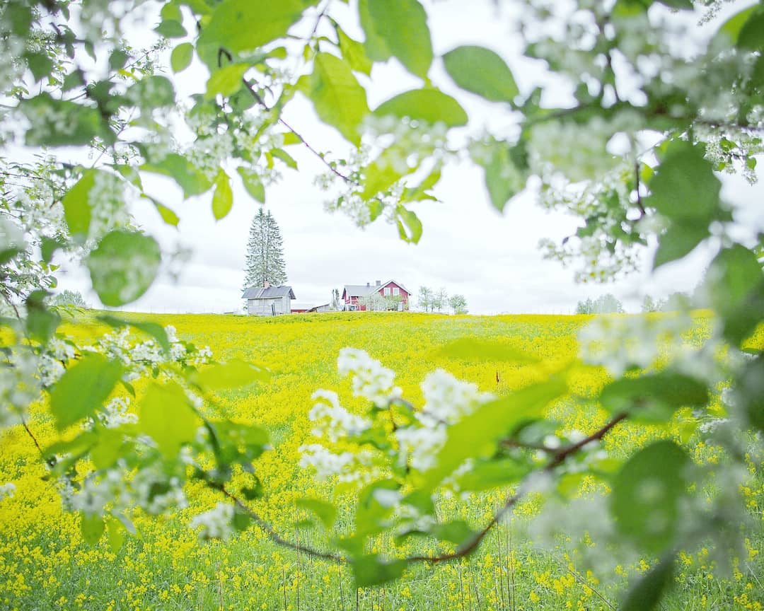 We surely needed to wait the summer! Bird cherry tree blooming across the field with a stunning scent as always💚
#birdcherrytree #tuomi #blossom #kukinta #puustilanmaisematila #summer2020 #farm #farmstay #bedandbreakfast #maatilamajoitus #puustilascenicfarm #treeblossoms #flowers