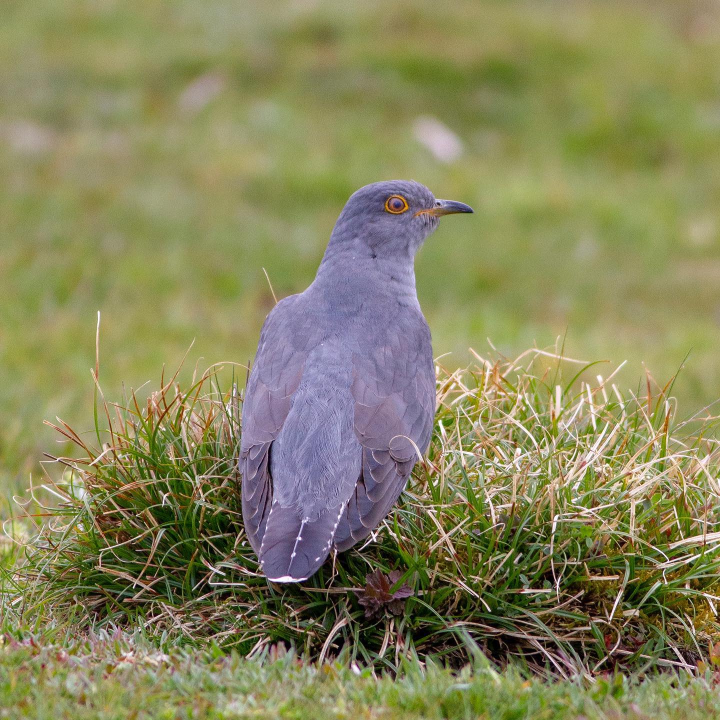 Colin the Cuckoo..... no really! A really confiding Cuckoo at Thursley Common that locals have nicknamed Colin. 7 years old, this means he has travelled to@and from the Congo 7 times in his life!! #birds #birding #birdsofinstagram #birdphotography #wildlife #wildlifephotography #shotwithcanon #nature #naturephotography