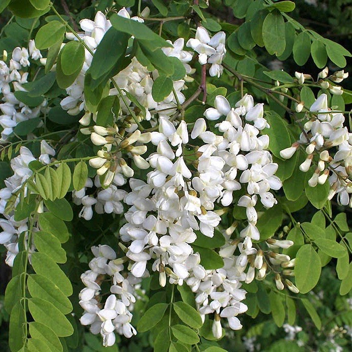 Just some of the many medicinal uses of the Acacia tree: “The bark is astringent and demulcent. Along with the leaves and roots it is used for medicinal purposes. Colombians bathe in the bark decoction as a treatment for typhoid. The gummy roots have been chewed as a treatment for sore throat. A decoction of the gum from the trunk has been used in the treatment of diarrhea. An infusion of the flowers has been used as a stomachic. It is also used in the treatment of dyspepsia and neuroses. The flowers are added to ointment, which is rubbed on the forehead to treat headaches. The powdered dried leaves have been applied externally as a treatment for wounds. The green pods have been decocted and used in the treatment of dysentery and inflammations of the skin and raucous membranes. An infusion of the pod has been used in the treatment of sore throats, diarrhea, leucorrhea, conjunctivitis, and otorrhagia. The juice of the bark is used in Nepal to treat swellings. Perfume used in violet bouquets is made from Cassie, an essential oil made from Acacia flowers. The bark and fruit are a source of tannin and used to make dyes and inks. The seed pods contain 23% tannin. Also, flower infusion can be used as an aphrodisiac and muscle relaxer. “ http://www.naturalmedicinalherbs.net/herbs/a/acacia-farnesiana=sweet-
Subscribe @_trees_are_awesome for more inspiring nature content and to connect with easy ways to plant trees around the world.
#trilliontreescampaign #trilliontrees #reforestation #generationrestoration #trees #wildnature #naturebeauty #naturetherapy #incrediblenature #beauty_of_nature #wow_planet #naturegrams #givebacktonature #nature_inspiration #acacia #naturesmedicine #naturelifeearth #moretrees #mothernaturerocks #acaciaflower #acaciatree #treeplanting #planttrees #treeconnection #treephotography #tree #landscapelove #treeloves #treespirits