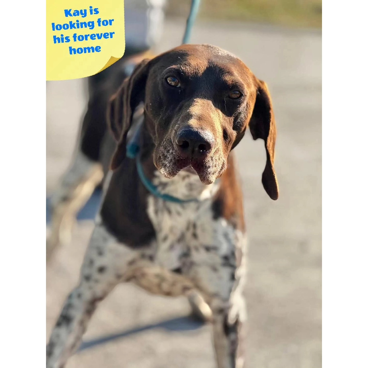 Thank you very much for your contribution
❤️🐾Patty Lippits - Chartiy auction February
€400,00
❤️🐾 G.J.P.M. Weiggers
€25,00
❤️🐾Debby Leeves
€88,80
❤️🐾John and Magdalena Zonneveld
€50,00
❤️🐾H.J. Stryk
€10,00
❤️🐾Y. Oude Luttikhuis
€7,50
❤️🐾M.A.H de Louwere
€12,50
❤️🐾B. Duyverman
€25,00
❤️🐾Astrid Koopman-Blom
€25,59
❤️🐾Laura Wijts hondenuitlaatservice de Bollenstreek
€10,24
❤️🐾Karin Heymen
€15,35
❤️🐾Kees Visser
€10,24
❤️🐾Debbie Jonkhart
€7,68
❤️🐾Saskia Kroep
€10,24
❤️🐾 Janka Noordzij
€5,12
We appreciate your support💝
Contact via email: gsprescuehr@gmail.com
Website: https://www.gsprescuehr.com/nl/contact.
#dontshopadopt#gspoftheday #gspcommunity#germanshorthairedpointerlovers #germanshorthairedpointerlovers #pointerlovers #gspcommunity #pointerlove #germanshorthairedpointer #birddog #pointersofinstagram #gsprescue #gspworld #gsp #gsplife #gsploverig #gsplovers #gspsofinstagram #gspuniverse @lydia_lidach #rescuedog #rescuedogsofinstagram #rescuedismyfavoritebreed#deutschkurzhaar