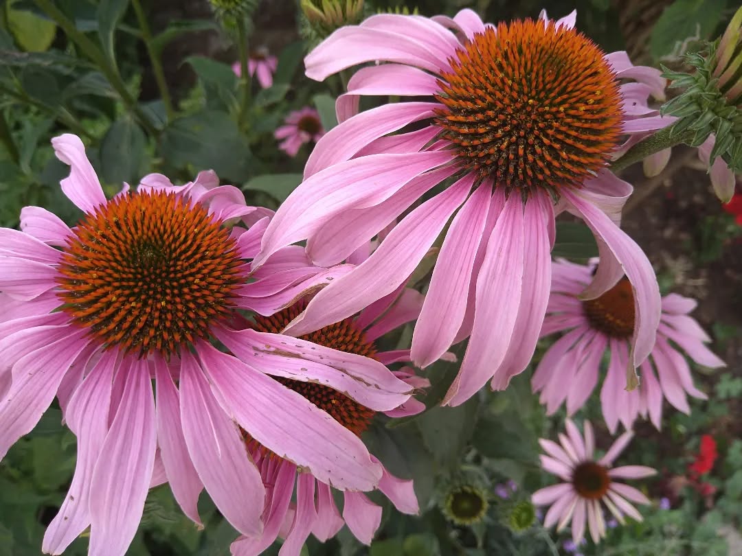 tyncellarcommunityhall #selfcateringcottage #selfcatering #holiday #cottages #margam #porthcawl #bedandbreakfast #inittogether #barnconversion #tyncellarfarm #thebarnbedandbreakfast #inittogetherfestival #farm #farmlife #visitwales #walesadventure #wales❤️#nature #july #wales #pink #flowersofinstagram