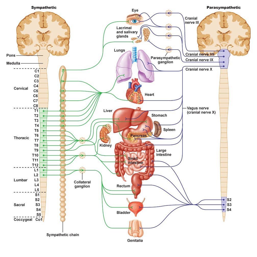 What is HRV, and why will it change how you train?
First off, you need to know how our body deals with stress?
With the autonomic nervous system
And its two branches, the sympathetic and parasympathetic systems.
The two systems work together in a push-pull fashion to regulate bodily functions.
The sympathetic system is the fight or flight
So what does that mean when you train?
You get a sizeable sympathetic shift, and your heart rate speeds up; energy is mobilised to muscles, and blood pressure increases for delivery of oxygen to working tissues, inhibiting digestion and reducing appetite pupils will dilate and breathing rate increases.
All this is great when you need to hit a new deadlift PR or save someone from a burning car.
But when you chronically turn on the stress response, through work stress and home stress which happens everyone all the time and with training in the red zone burning the candle at both ends and not respecting recovery, the body is forced to ignore the repair and growth functions it would typically be performing.
So then you've got this enormous challenge: how do you recover afterwards?
This is what chronic stress is about: Throw in we also as humans activate the stress-response for reasons of psychological factors as well, laying in bed worrying about things that happened and things that didn't happen, and that's not what the system evolved for. And it becomes tough to get out of this cycle.
So back to what happens Once training is over, the balance should shift towards the parasympathetic side, when everything goes back to normal, but how long it takes you to get back to that parasympathetic side depends on the point of how high the stress was and for how long you've been in that state, how fit you are and how resilience your body is to stress.
Only when this happens, do you get the benefits from all that hard work in the gym.
Continued in comments