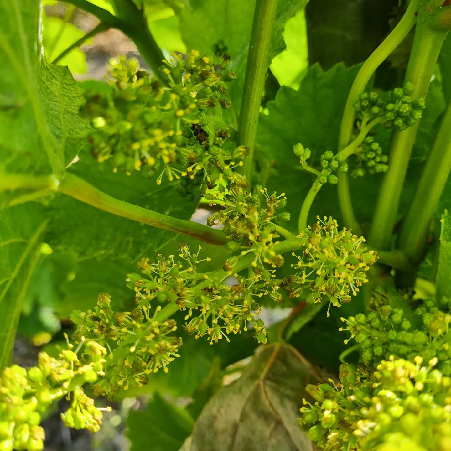 Fin de floraison.
Prévision d'une vendange fin Août...