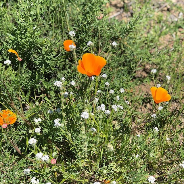 Loving all of the spring blooms after all of that rain...especially the California Poppies👌🏼🌿
