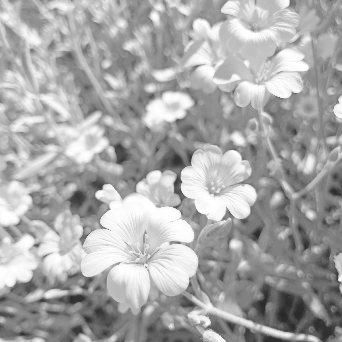 Snow white sunshine
#natureisamazing #flowers #flowersofinstagram #instaflores #instaflowers #blancoynegrofotografia #blancoynegro #blackandwhitephotography #blackandwhite #flowerstagram #artlover #artistsoninstagram #instaarte