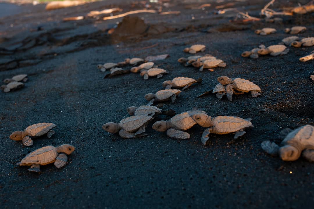 It's Turtle Tuesday🐢! The chance to see these little guys hatching from our beaches is just around the corner!
¡Feliz Martes Tortuga🐢! ¡La oportunidad de ver a estos pequeños saliendo del cascarón de nuestras playas está a la vuelta de la esquina!
#lafincacambutal #cambutal #azuero #tortugas #blacksandbeaches #boutiquehotel #adventure #panama
