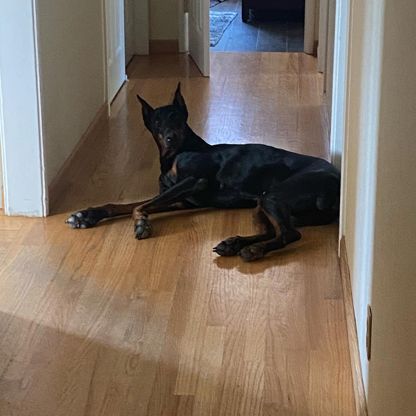 National doggo day courtesy of Duke the Dobbie living his best life.