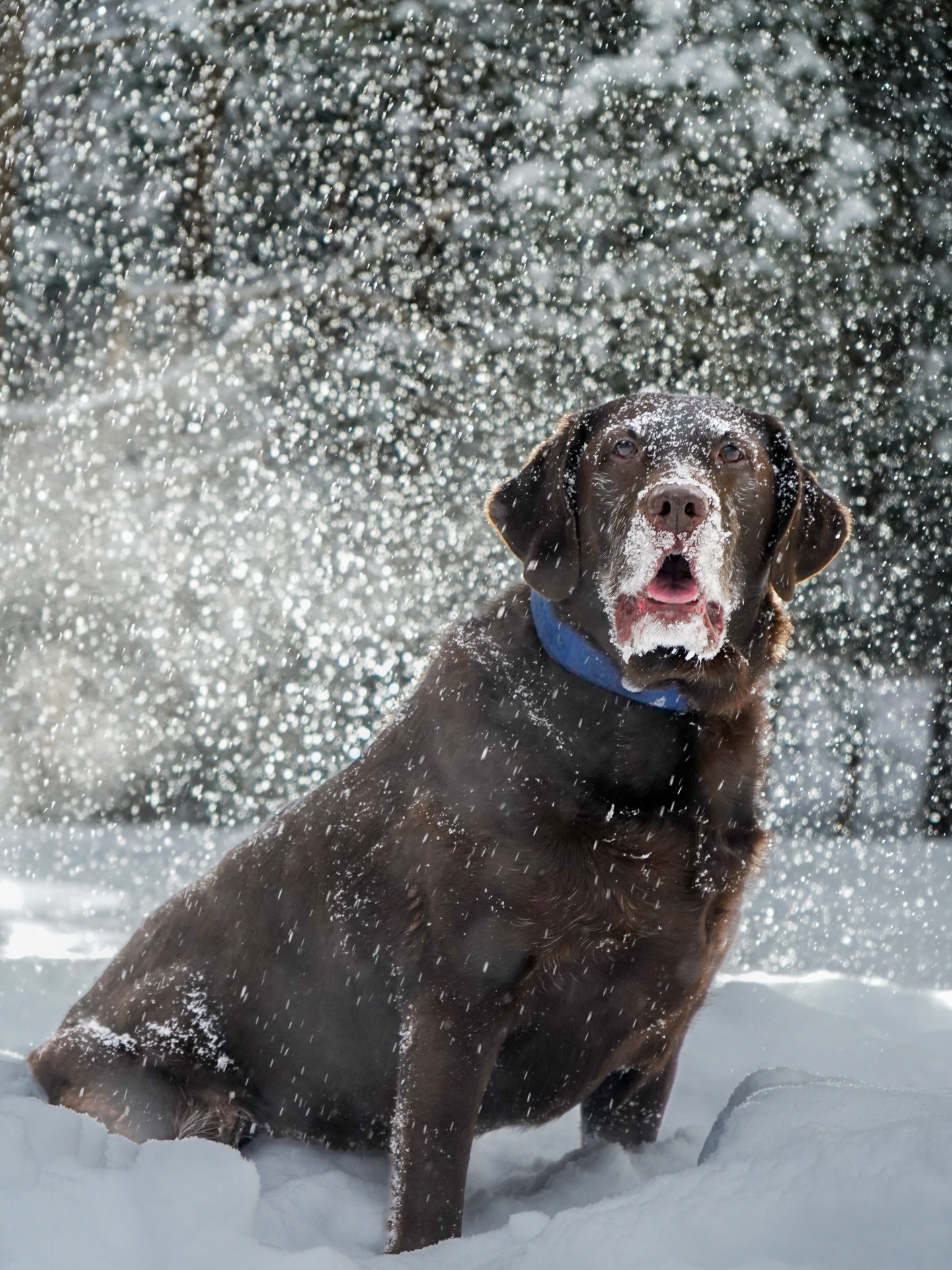 Ever since taking a lighting workshop with @ladphotography through @ppamusa last weekend, I’ve been impatiently waiting for a snow day to try out some backlighting techniques and WOW, I gotta say, the results are impressive. Lots of things learned with these test shots…need to play more with my ISO and key lighting but very happy with these initial results! Hoping to convince my models to try more tomorrow ❄️
#snowday #portraitphotography #portraitphotographer #onenicephoto