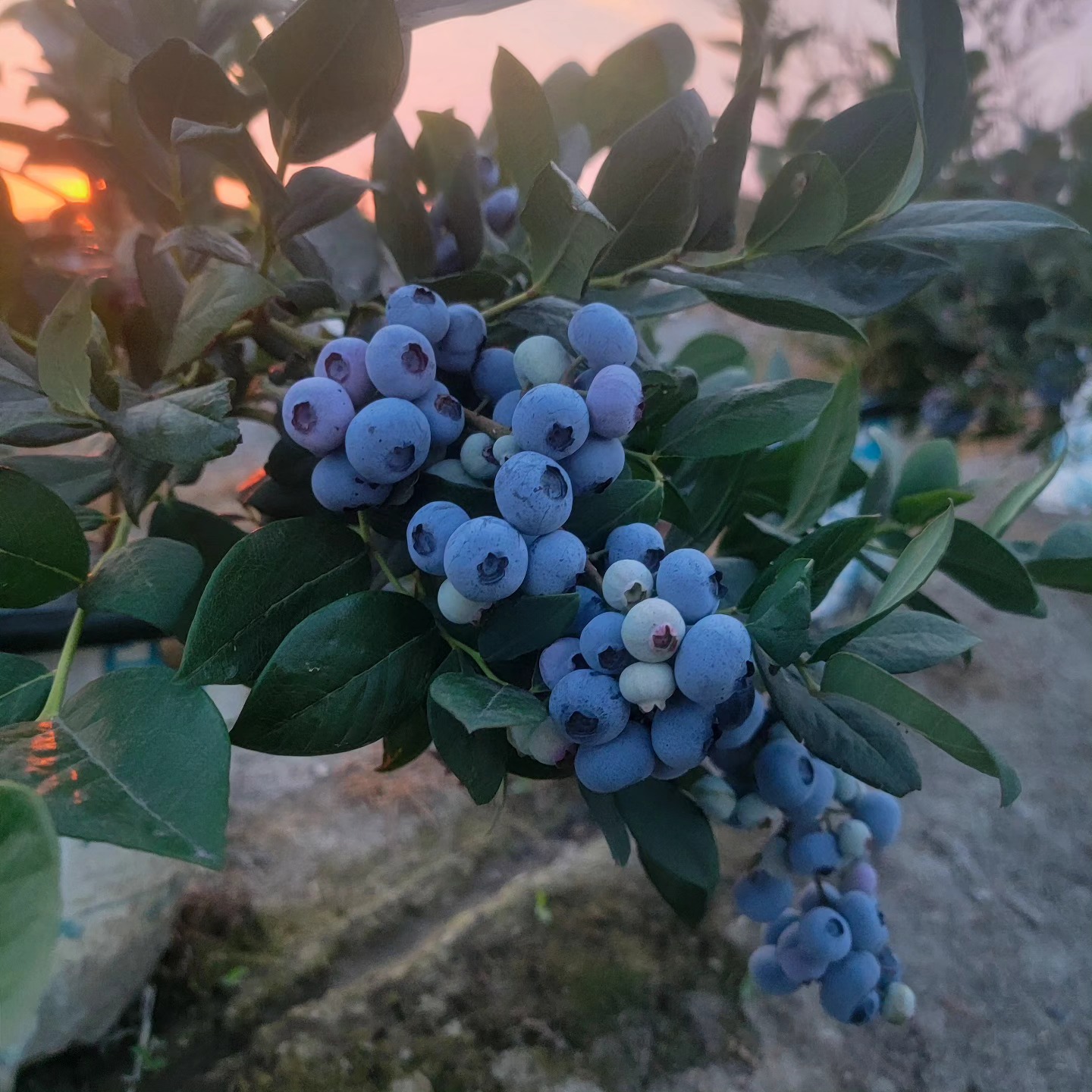 ๐ฃ Last Call for Blueberries!
It's the final few days of our blueberry season, and we still have some delicious berries waiting for you! Whether you're stocking up for the year or just craving a fresh taste of summer, now is the time to get your hands on these juicy gems.
๐Swing by the farm before they're all gone! Thank you for supporting localโwe can't wait to see you!
#Maskeenfarms #Farm #Blueberries #BlueberrySeason #FarmFresh #LastChance #SupportLocal #Blueberries #Harvest2024