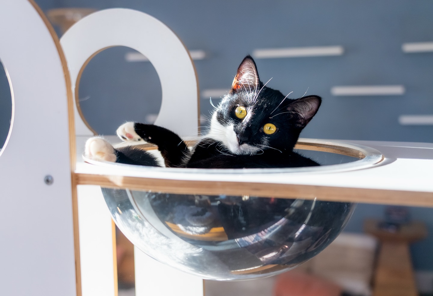 Felines of Santa Barbara 🐱
Client showcase: @cattherapysb, we’re so grateful for you and the joy you bring to the community! 💞 🐈
Cat Therapy is a local non-profit organization that fosters and socializes rescued cats in a home-like environment. They have facilitated over 1,000 adoptions and counting!
And if you aren’t able to adopt yet, you can still stop in for some kitty love 🐱 💞
Plus, they have a Cat Yoga giveaway happening right now! Check out their last post to paw-ticipate
📸: @sineadinthewild, @austinthoward, @we_r_films, and me