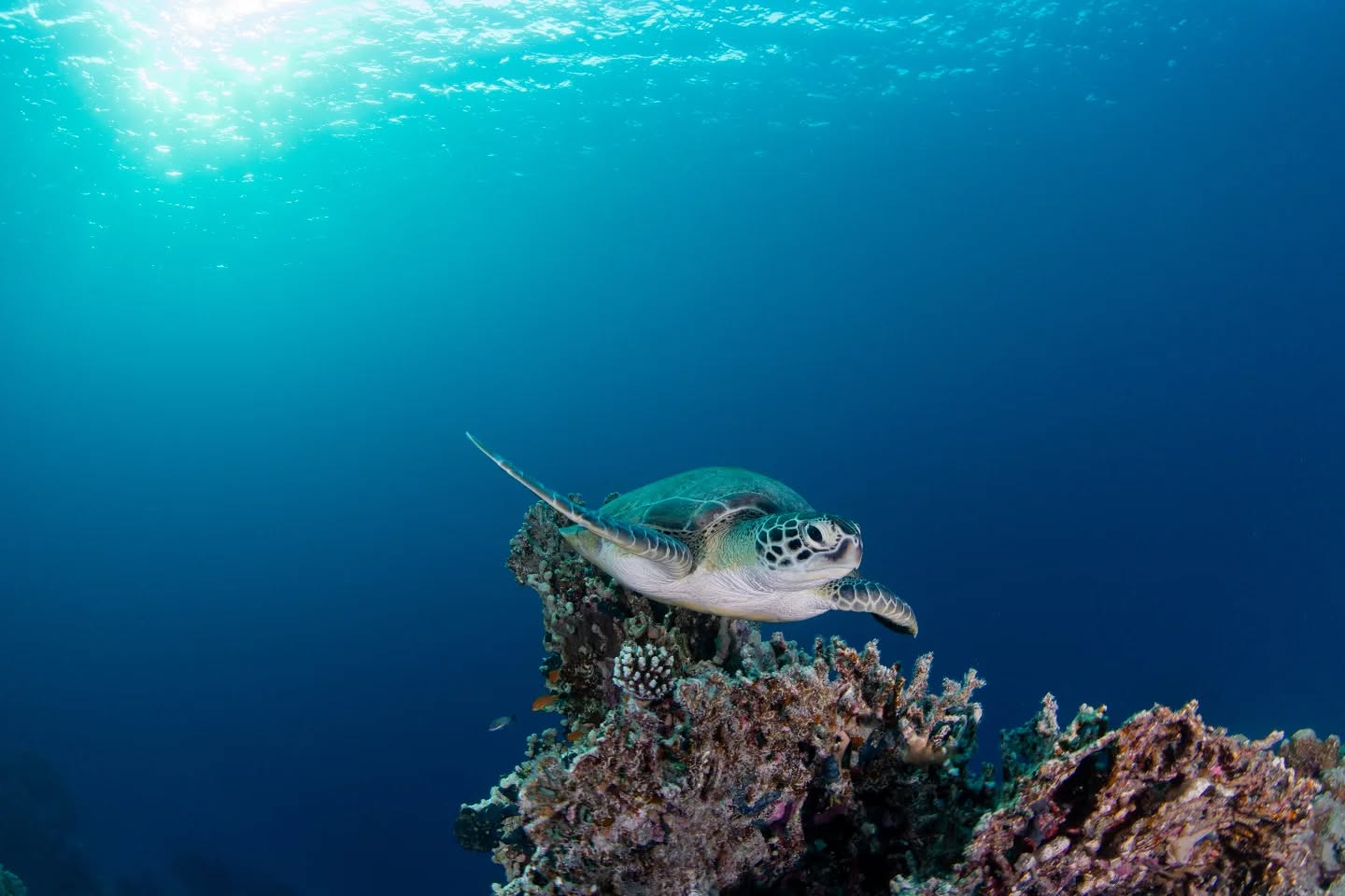 About time I work through my photos from the Red Sea. This trip was my first time ever diving outside the UK and I'm hooked. I spent a lot of my time trying to photograph the house reef turtles so we'll start off with a couple of my favourites shots of them.
A huge thanks to @ginagoodman @janemorgan7202 @helenhperkins @eltrouto @shannonmoranphoto and Bren @seawaysdiving who made this trip possible. Thank you guys and all the hard work you put in. I hope you all can finally relax because you deserve it!
@nauticamhousings
@redsea.divingsafari
@nikon.uk