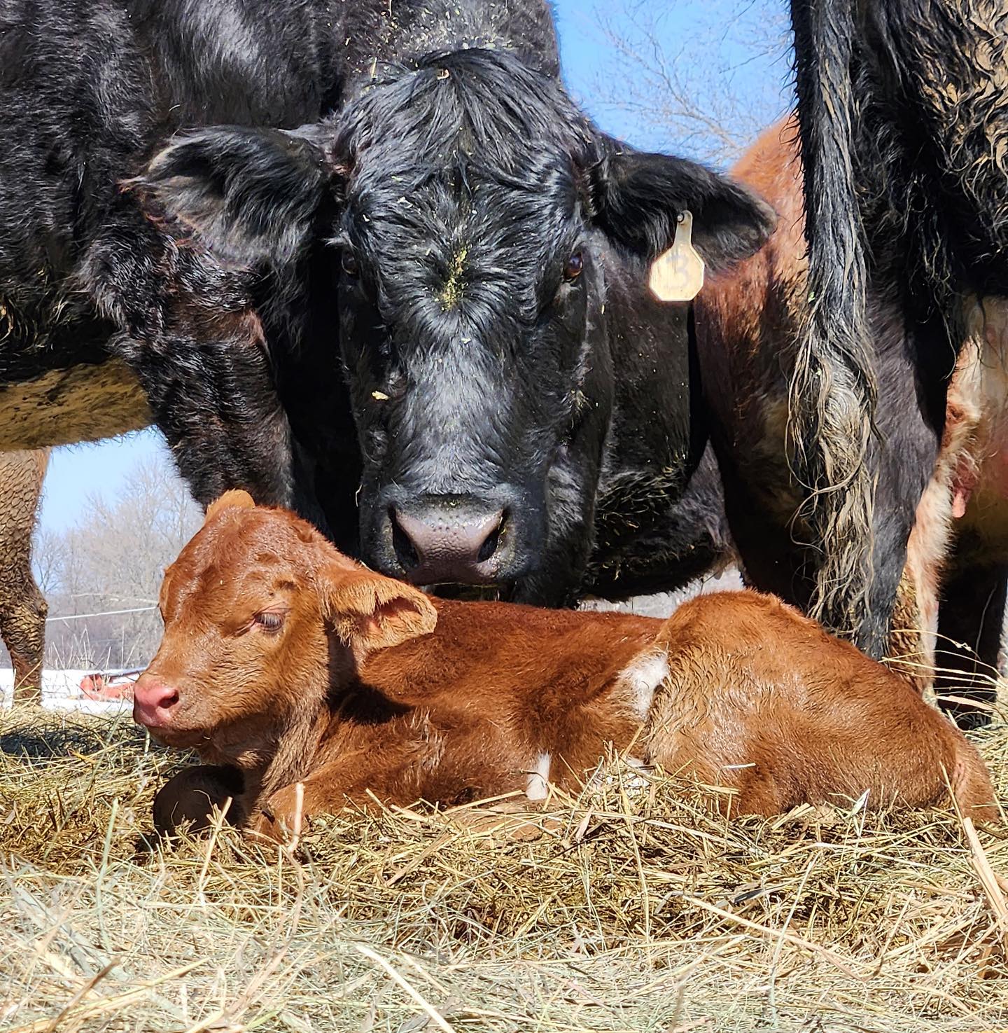 We have a baby!!! Official count: 2/16