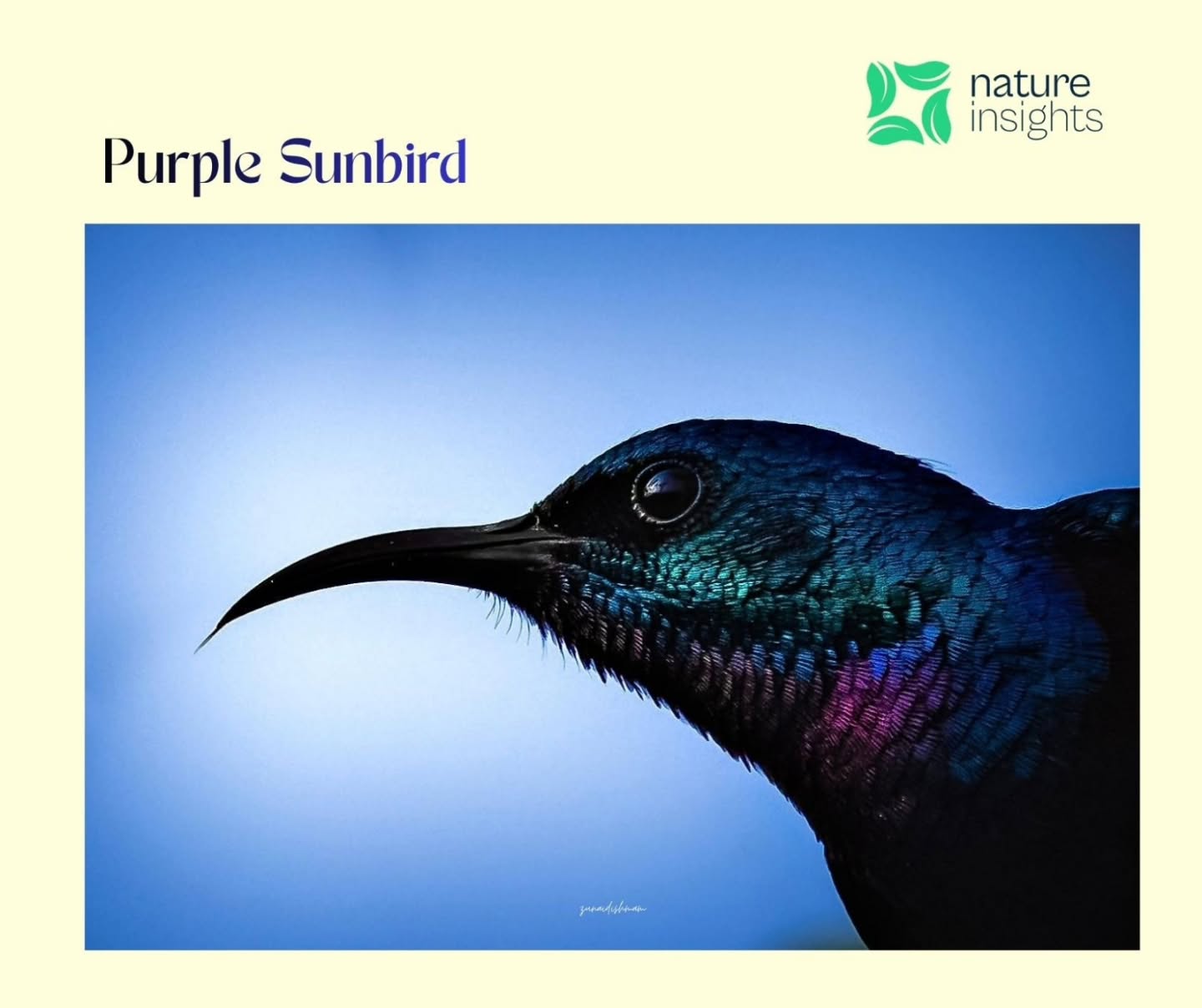 A tiny bird, but a whole galaxy of colors. ✨🪶
The Purple Sunbird (Cinnyris asiaticus) is one of those everyday miracles we often overlook. At first glance it looks dark, almost black but wait for the sunlight, and it suddenly explodes into shades of deep violet, electric blue, and glossy purple, shifting colors with every movement.
Restless, fearless, and full of life, this little bird darts from flower to flower, sipping nectar like a natural pollinator on duty 🌸. It doesn’t just survive on sweetness small insects and spiders are part of its diet too, especially during nesting season.
You’ll find Purple Sunbirds almost everywhere gardens, village courtyards, city balconies, forests, and farmlands anywhere flowers bloom. Their presence is a quiet sign of a healthy ecosystem.
One of the most beautiful details? Their delicate hanging nests, carefully woven with grass, spider webs, and leaves, shaped like a tiny pouch with a protective roof. Pure craftsmanship by nature.
Small body. Loud calls. Big role.
A reminder that nature doesn’t need to be loud or large to be extraordinary. 💜🌿
Photography by @zunaidishmam
#NaturesHistory #nature#purplesunbird #NaturalRightsGovernance#nrlg