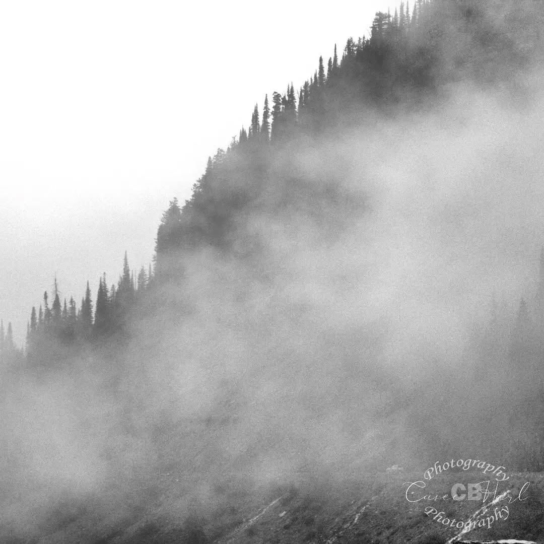 Wish I was back here! This heat is killing me!
#colorado #mountains #beautiful #blackandwhitephotography #reels #photography #photographer #photo #trip #fog #foggymorning