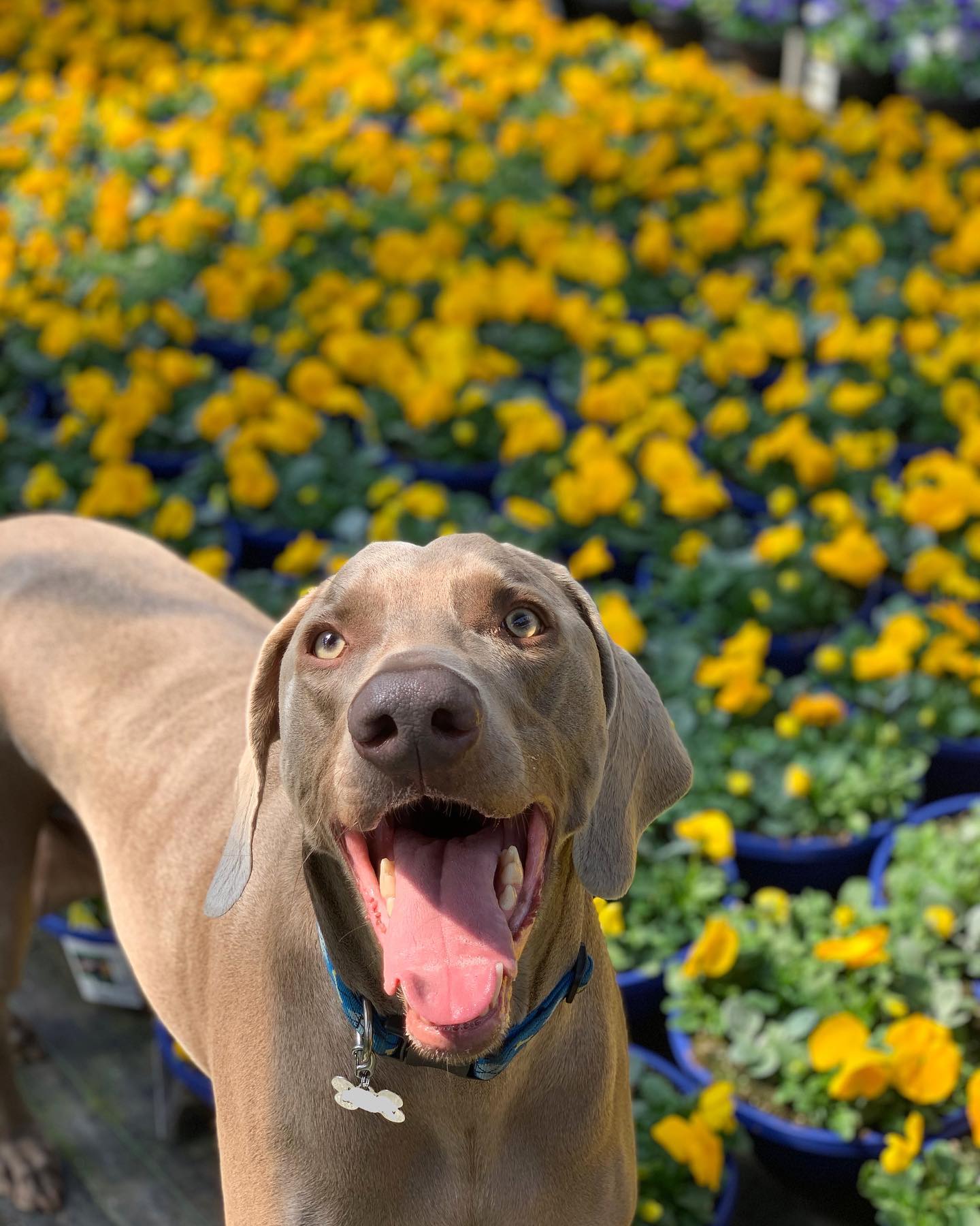 Fritz is checking the greenhouses to make sure we are ready for Spring!