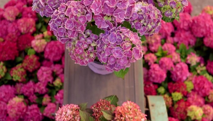 Hydrangeas on the move 🚚