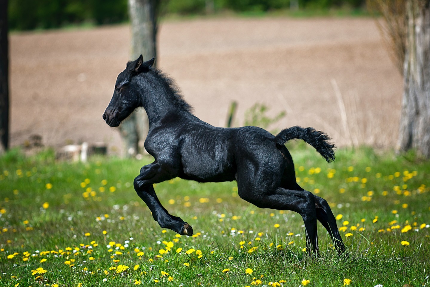 How beautiful is this little fella!
#BlackBeauty in the making ! 🐴
There is nothing quite as exciting as greeting a new addition to your four-legged family when your beloved mare gives birth.
Here are 7 facts about foals you may not have known?
.1. Gestation Period of 11 Months
It takes around 11 months for a foal to fully develop inside of the mare.
.2 .Foals Can Stand Within Two Hours of Birth
.3. Foals are usually born with no teeth.
.4. Foals Lack an Immune System
.5. Foals Might Have Bowed Legs if a larger foal is born to a small mare. —this is called “windswept.”
.6. Most Foals Are Born at Night
.7. Foals' Legs Rarely Grow in Length
A foal's legs are 80%/ 90% the length they will be when they reach adulthood.
Do you have any fun / interesting Foal facts that you would like to tell us?
Comment down below ⬇️
#ilovemyhorse #horseridinguk #foal #jumpsaddle #showjumping #workinghunter #equitation #equipe #fairfaxgareth #fairfaxsaddle #saddles #horsesaddles #girlsthatride #horserider #countrylife #adayinthelifeofasaddlefitter #equestrianlife #horsesofinstagram #horses #stirrups #saddlefacts #saddler #equestrians #Saddletrader #saddletraderuk #saddlesforsale #equestrian #equestrianlife #horsesarelife