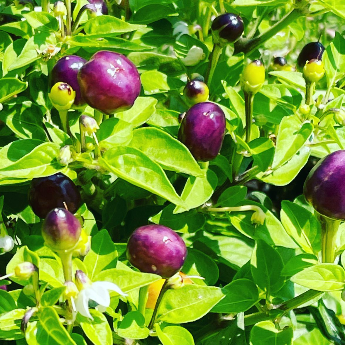 When in Calabria: all things purple 💜 #purplechili #whenincalabria #mytropeagarden #mytropeakitchen #chili #purple #allthingspurple